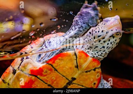 Un terrapina di diamondback (Malaclemys terrapin) nuota in un acquario al laboratorio di mare e all'estuario dell'isola di Dauphin, 29 giugno 2021, nell'isola di Dauphin, Alabama. Foto Stock