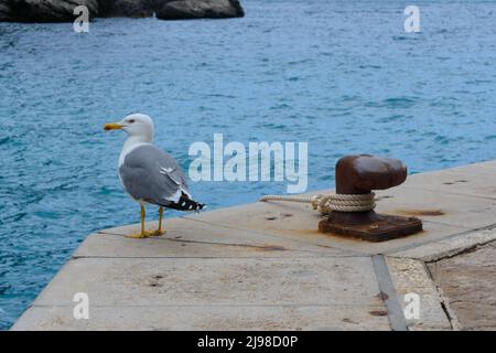 Gabbiano adulto a zampe gialle in piedi sulla parete del porto vicino al arrugginito marino, noto anche come bullardo ormeggio con corda legata intorno. Acqua blu in bac Foto Stock