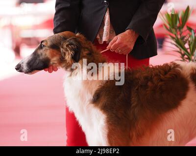 Testa Borzoi , levriero russo marrone e bianco con il suo proprietario in mostra Foto Stock