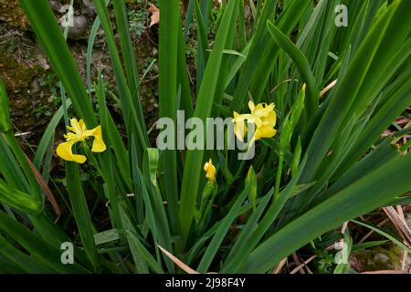 Iris pseudacorus fiori gialli Foto Stock