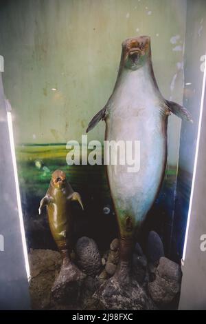 Immagini interessanti della fauna marina del Mar Rosso espone vicino al forte di Qaitbay sul porto orientale di Alessandria, in Egitto Foto Stock