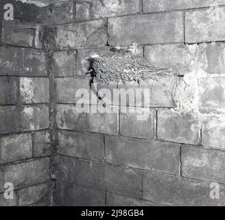 1963, storico, un nido di rondine su una sporgenza su un muro di mattoni all'interno di una vecchia costruzione, Inghilterra, Regno Unito. Foto Stock