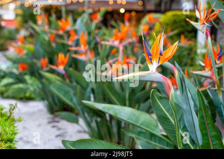 strelitzia, uccello del paradiso, o giglio gru fiori in un parco Foto Stock