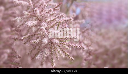 Piccolo-fiorito Tamarix parviflora una pianta ornamentale con piccoli fiori rosa. Tamarisco francese deciduo, erbaceo, arbusto twiggy. Concetto di natura per Foto Stock