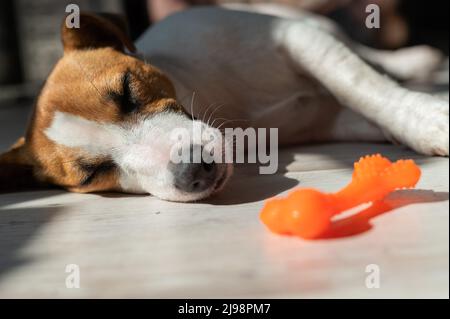 Ritratto di un cane carino che dorme accanto ad un osso di gomma giocattolo. Il cucciolo scola sul pavimento al sole. Jack Russell Terrier mentre riposa. Foto Stock