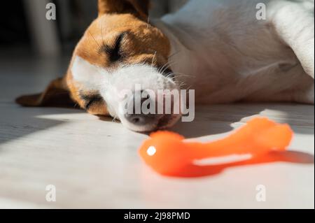 Ritratto di un cane carino che dorme accanto ad un osso di gomma giocattolo. Il cucciolo scola sul pavimento al sole. Jack Russell Terrier mentre riposa. Foto Stock