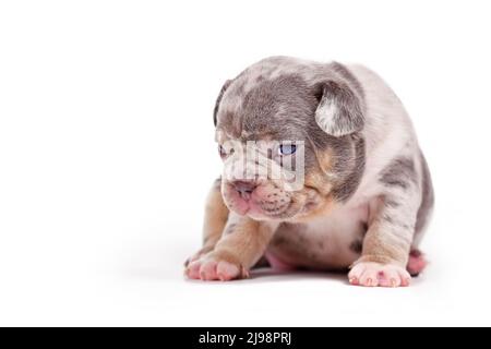 Merle TAN Puppy cane Bulldog francese su sfondo bianco Foto Stock