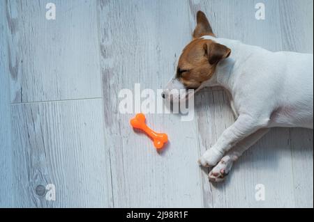 Vista dall'alto di un cucciolo di Jack Russell Terrier che dorme su un pavimento grigio di legno con un osso giocattolo. Un piccolo cane dai capelli corti bianco-rossi vede un osso dentro Foto Stock