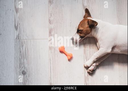 Ritratto di un cane carino che dorme accanto ad un osso di gomma giocattolo. Il cucciolo scola sul pavimento al sole. Jack Russell Terrier mentre riposa. Foto Stock