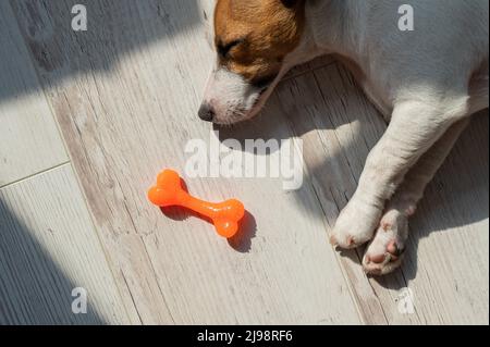 Ritratto di un cane carino che dorme accanto ad un osso di gomma giocattolo. Il cucciolo scola sul pavimento al sole. Jack Russell Terrier mentre riposa. Foto Stock