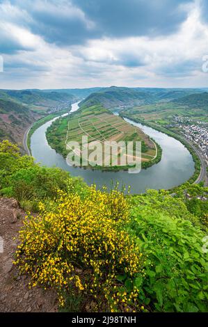 Veduta aerea di un'ansa del fiume Mosella (in tedesco Moselschleife) nei pressi di Bremm, Germania Foto Stock