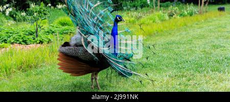 Peafowl mostra le sue piume beaitful in un giardino verde Foto Stock