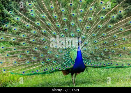 Peafowl mostra le sue piume beaitful in un giardino verde Foto Stock