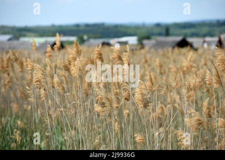 Schilfgürtel bei Rust am Neusiedler See im Burgenland, Österreich - Reed Belt vicino a Rust sul lago Neusiedl in Burgenland, Austria Foto Stock