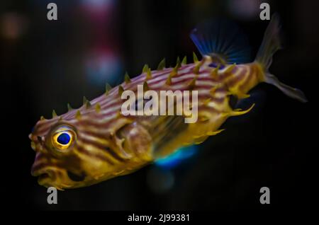 Un pesce burrfish striato (Chilomycterus schoepfi) nuota in un acquario a Dauphin Island Sea Lab and Estuarium, 29 giugno 2021, a Dauphin Island, Alabama. Foto Stock