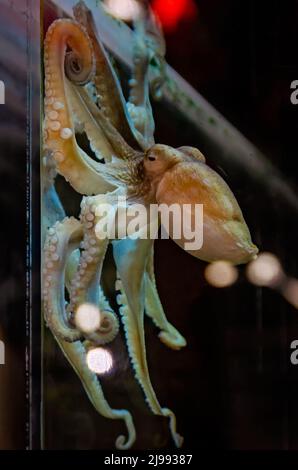 Un polpo Atlantico (Octopus vulgaris) si aggrappa al lato di un acquario al laboratorio marino dell'isola di Dauphin e all'estuario dell'isola di Dauphin, Alabama. Foto Stock