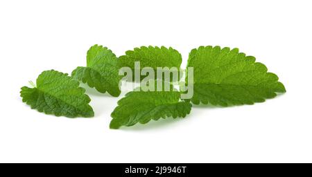 Foglie di menta isolate su sfondo bianco. Piante verdi fresche per bevande e spezie Foto Stock