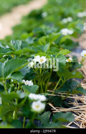 Primo piano della fioritura del cespuglio di fragole sul campo. Fragole in crescita. Foto Stock