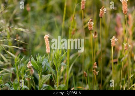 Plantago lanceolata. Plantain di Ribwort, plantain di foglie strette, plantain inglese, ribeaf, lingua degli agnelli. Plantain nei raggi del sole del tramonto, selectiv Foto Stock