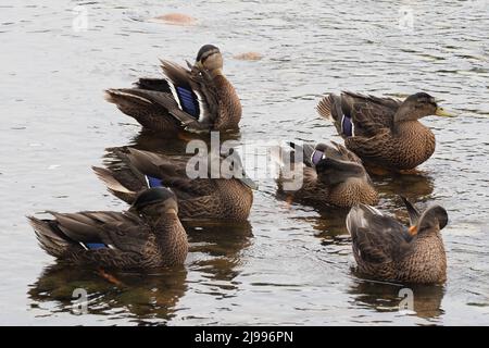 Sei femmine, gallina, anatre di Mallard, Anas platyrhynchos, preening loro piume & bagnando nelle acque limpide del fiume Nairn. Foto Stock