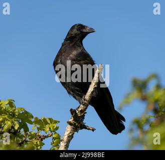 Un corvo americano (Corvus brachyrhynchos) che arranca in un albero in Beacon Hill Park a Victoria, British Columbia, Canada. Foto Stock