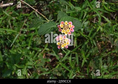 Due grappoli di fiori comuni di Lantana (Lantana Camara) di colore rosa e giallo Foto Stock