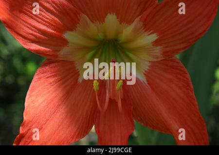 Primo piano estremo di un fiore di colore arancione Hippeastrum puniceum nel giardino Foto Stock