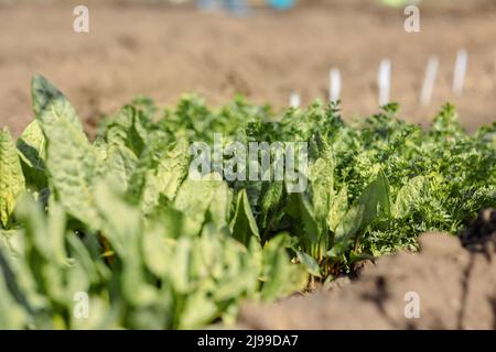 Letti con erbe fresche in primavera . Cipolle verdi naturali ecocompatibili, prezzemolo, lattuga, coriandolo in giardino. Foto di alta qualità Foto Stock