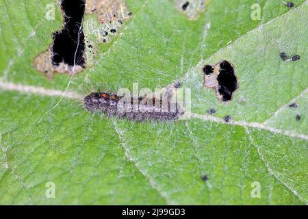 Coda marrone falce Euproctis chrysorrhoea caterpillar su foglia di mela. Foto Stock