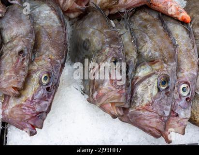 John Dory o Peters Fish on Ice in mostra pescherie Foto Stock