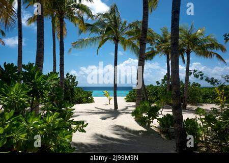Idilliaca spiaggia tropicale incorniciata da palme lussureggianti e da una vegetazione vibrante, affacciata su un oceano turchese sotto un cielo azzurro limpido: La fuga perfetta per una serenità Foto Stock