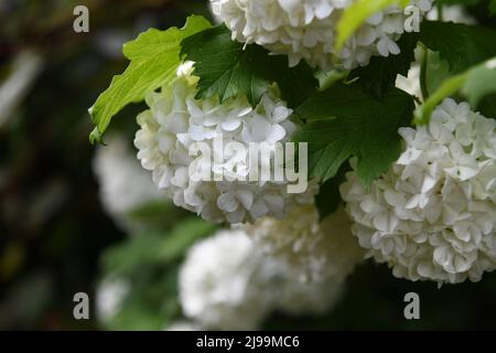 Viburnum Opulus Roseum - albero della palla di neve Foto Stock