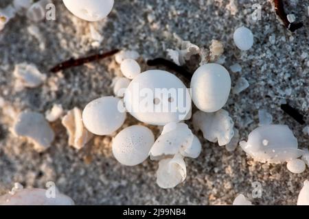 Palline, uova, scheletri lanciati dalle onde nei Maledici Foto Stock