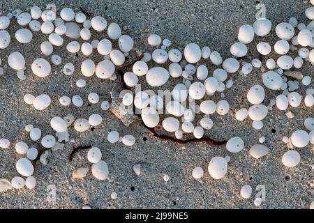 Palline, uova, scheletri lanciati dalle onde nei Maledici Foto Stock