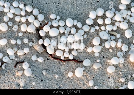 Palline, uova, scheletri lanciati dalle onde nei Maledici Foto Stock