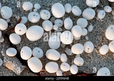 Palline, uova, scheletri lanciati dalle onde nei Maledici Foto Stock