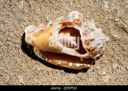 Splendide conchiglie sulla spiaggia delle Maldive Foto Stock