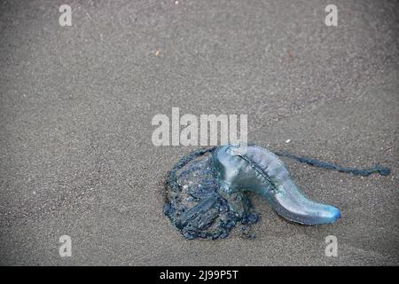 Medusa portoghese-uomo-o-guerra (Physalia physalis) Foto Stock