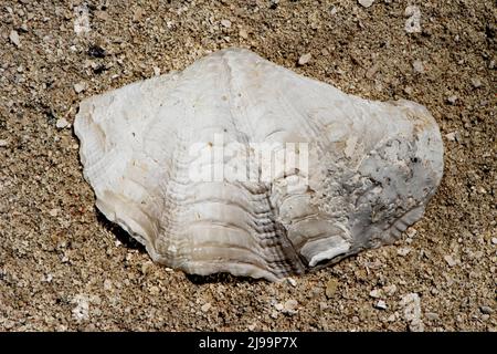 Splendide conchiglie sulla spiaggia delle Maldive Foto Stock