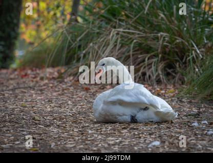 Grande bianco muto cigno seduta ob percorso intorno al lago che blocca la strada, Virginia Lake, Whanganui. Foto Stock