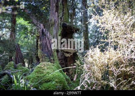 Ampi funghi a staffa su moncone circondato da cespugli naturali Foto Stock