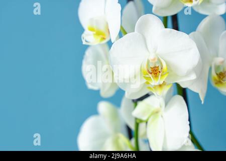 Primo piano vista di bellissimi fiori di orchidee in fiore su sfondo blu Foto Stock