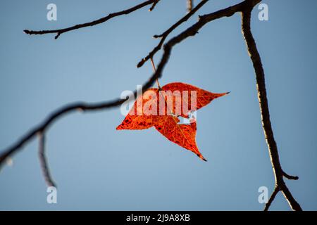 Acero in lago di Ban Viet, Cao Bang, Vietnam in autunno Foto Stock