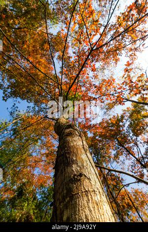 Acero in lago di Ban Viet, Cao Bang, Vietnam in autunno Foto Stock