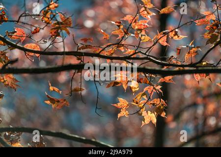 Acero in lago di Ban Viet, Cao Bang, Vietnam in autunno Foto Stock