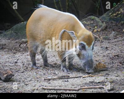 Red River hog : il porco rosso del fiume o maiale cespuglio, è un membro selvaggio della famiglia di suini che vive in Africa Foto Stock