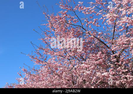 Fiori di ciliegio giapponese contro un cielo blu. Foto Stock