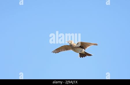 Skylark che si sorvoli sotto il cielo blu Foto Stock