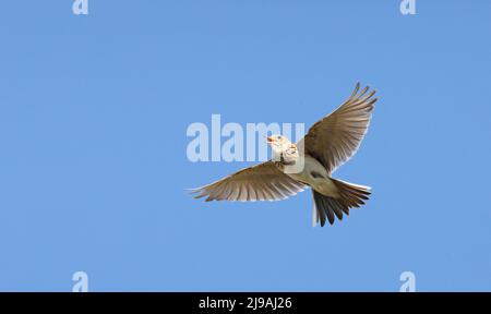 Skylark cantare sotto il cielo blu Foto Stock