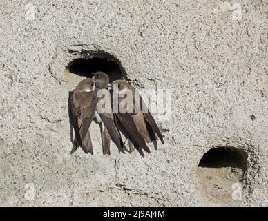 Tre Sand martins, seduti all'esterno del foro di nidificazione Foto Stock